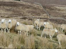 ‘Wooly warriors’ could be used to solve giant hogweed problem