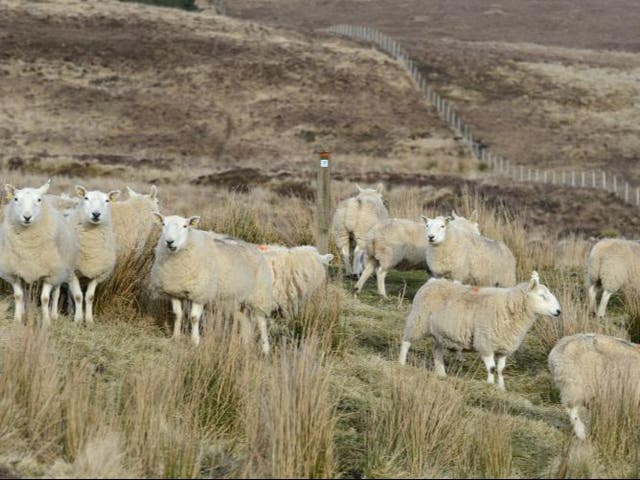 <p>Sheep have been on the frontline in the fight against giant hogweed in Scotland </p>