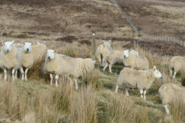 <p>Sheep have been on the frontline in the fight against giant hogweed in Scotland </p>