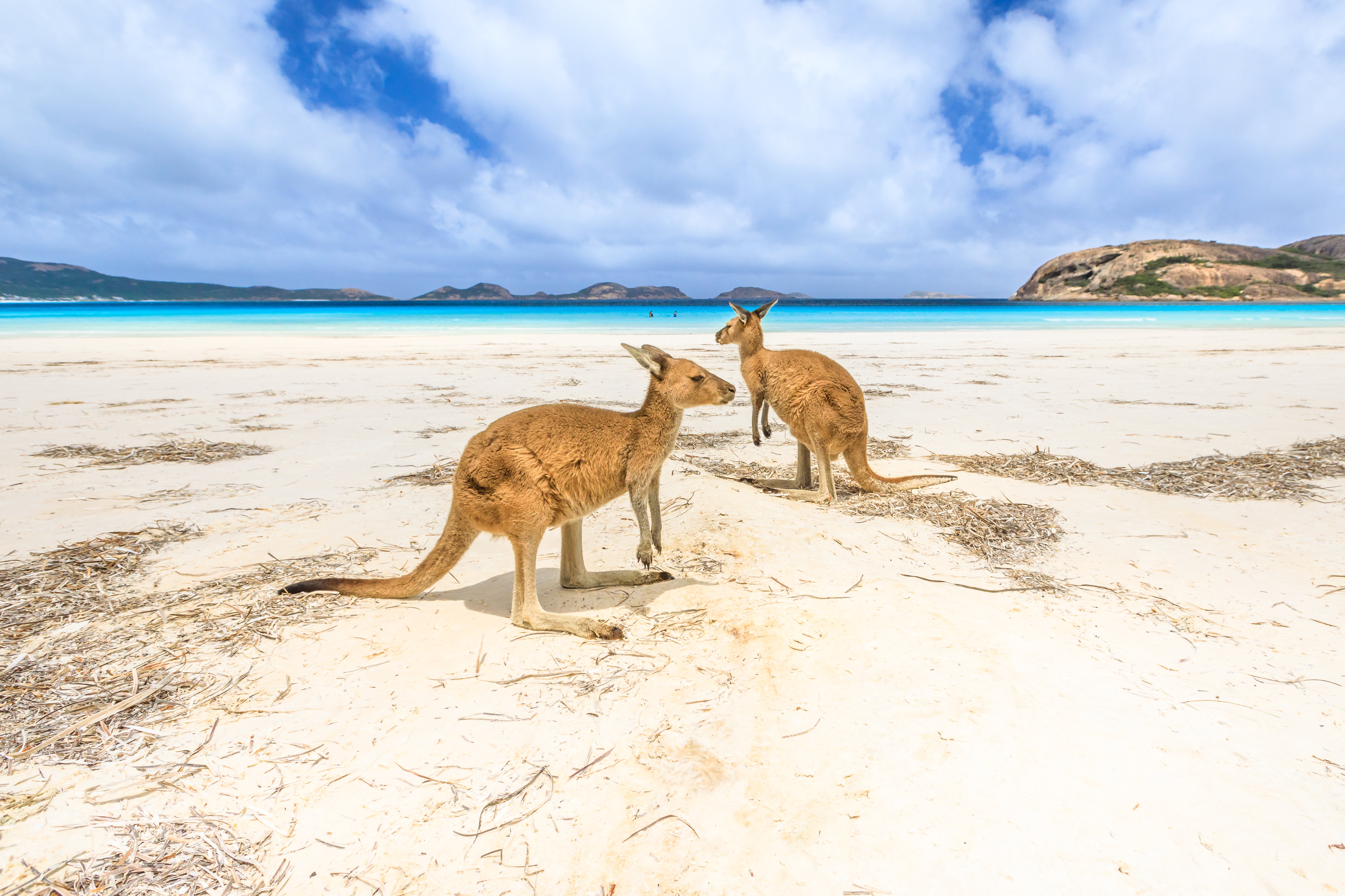 Sunbathe with kangaroos at Lucky Bay in Western Australia
