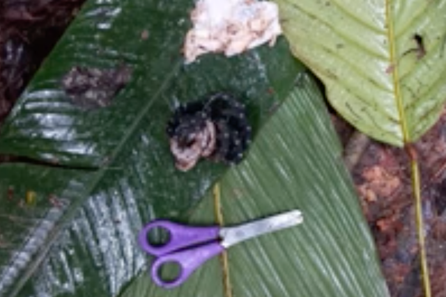 <p>A makeshift leaf shelter and items believed to belong to the children were found in the rainforest.</p>