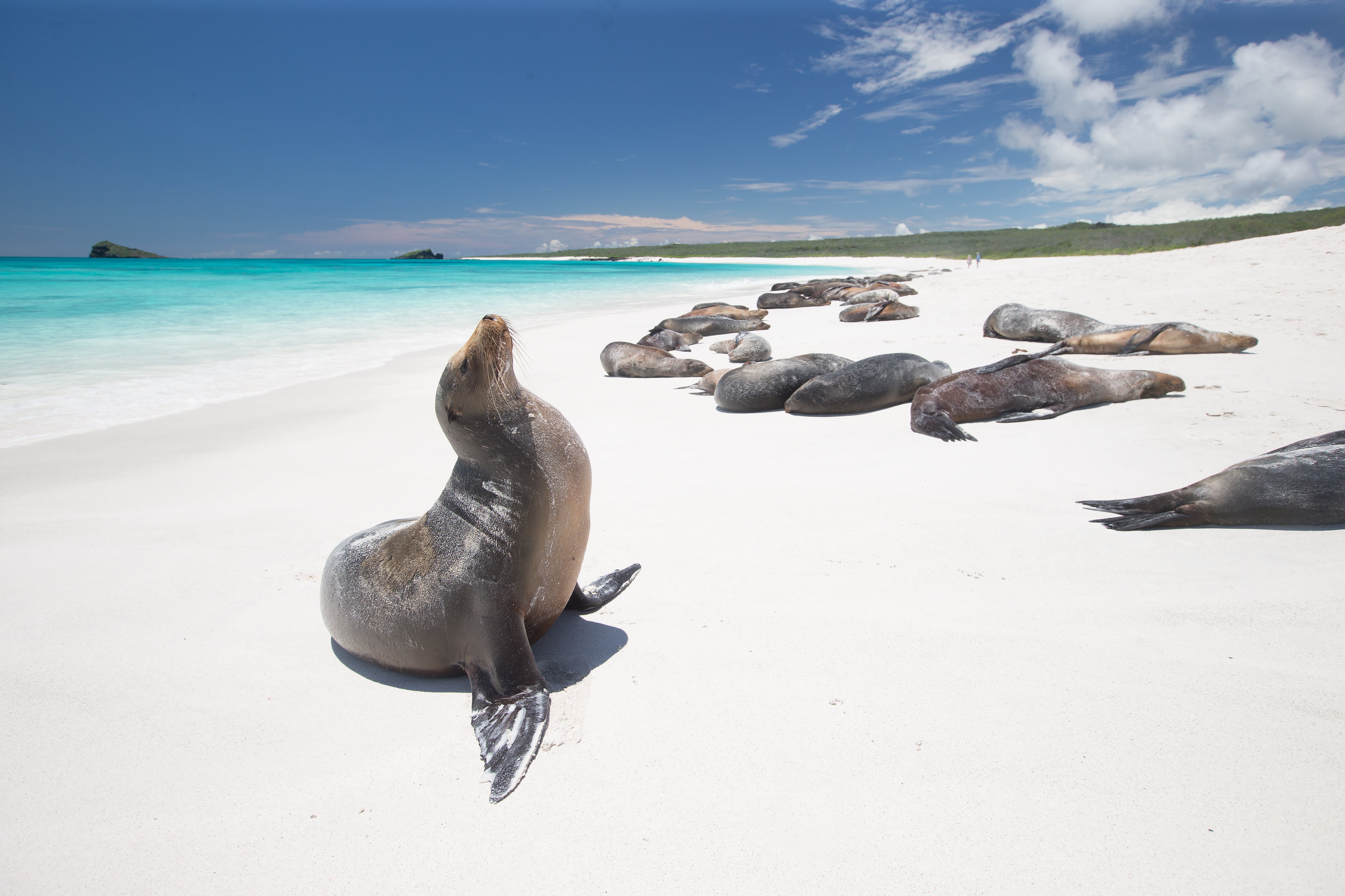 Chill on the beach with the Galapagos sea lions