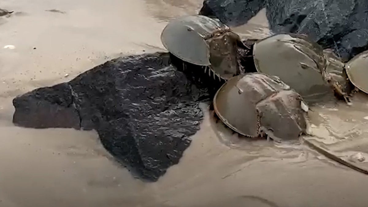 Watch: Breeding horseshoe crabs invade New Jersey beaches