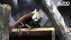 Watch: Zoo welcomes first red panda in almost 50 years