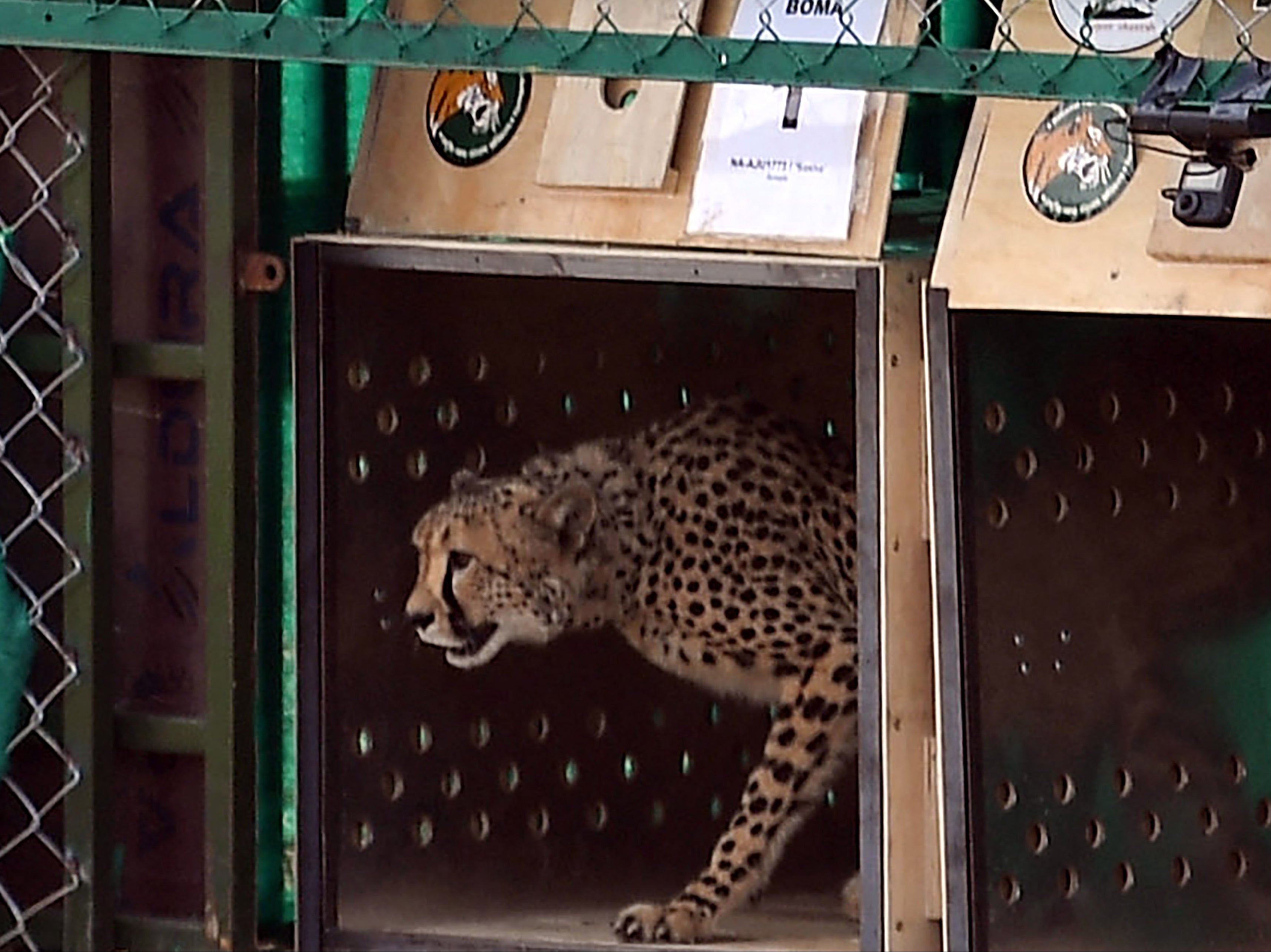 File: A wild cheetah being released at Kuno National Park in Madhya Pradesh state