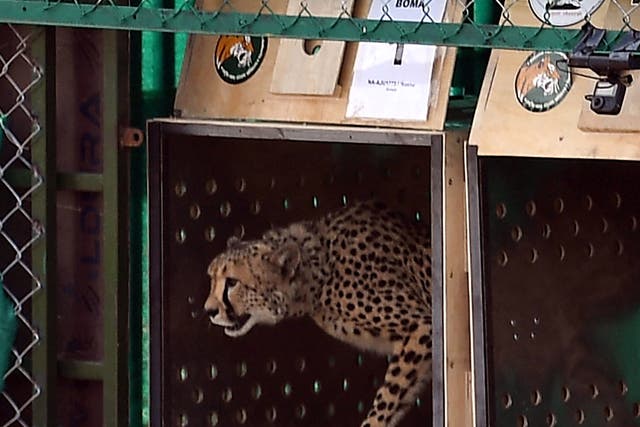 <p>File: A wild cheetah being released at Kuno National Park in Madhya Pradesh state</p>