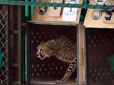 India’s top court advises government to move translocated cheetahs after three animals die