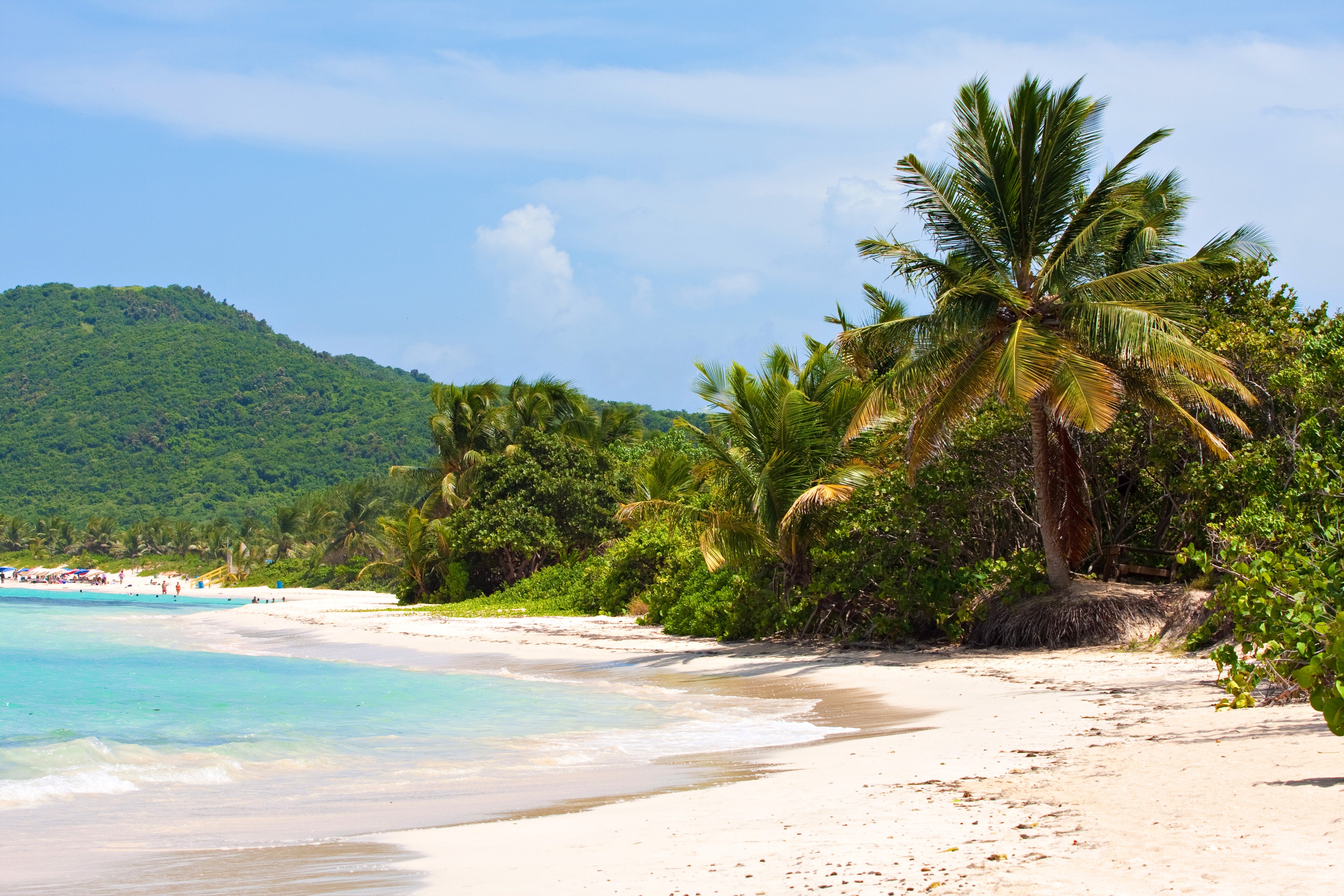 Coconut palms overlook Flamenco Beach on Culebra Island