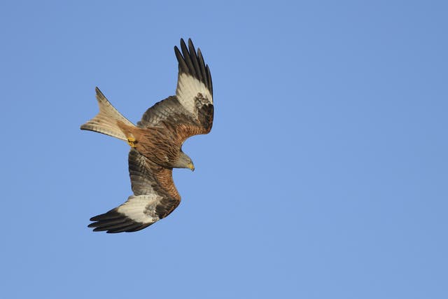 <p>A red kite</p>