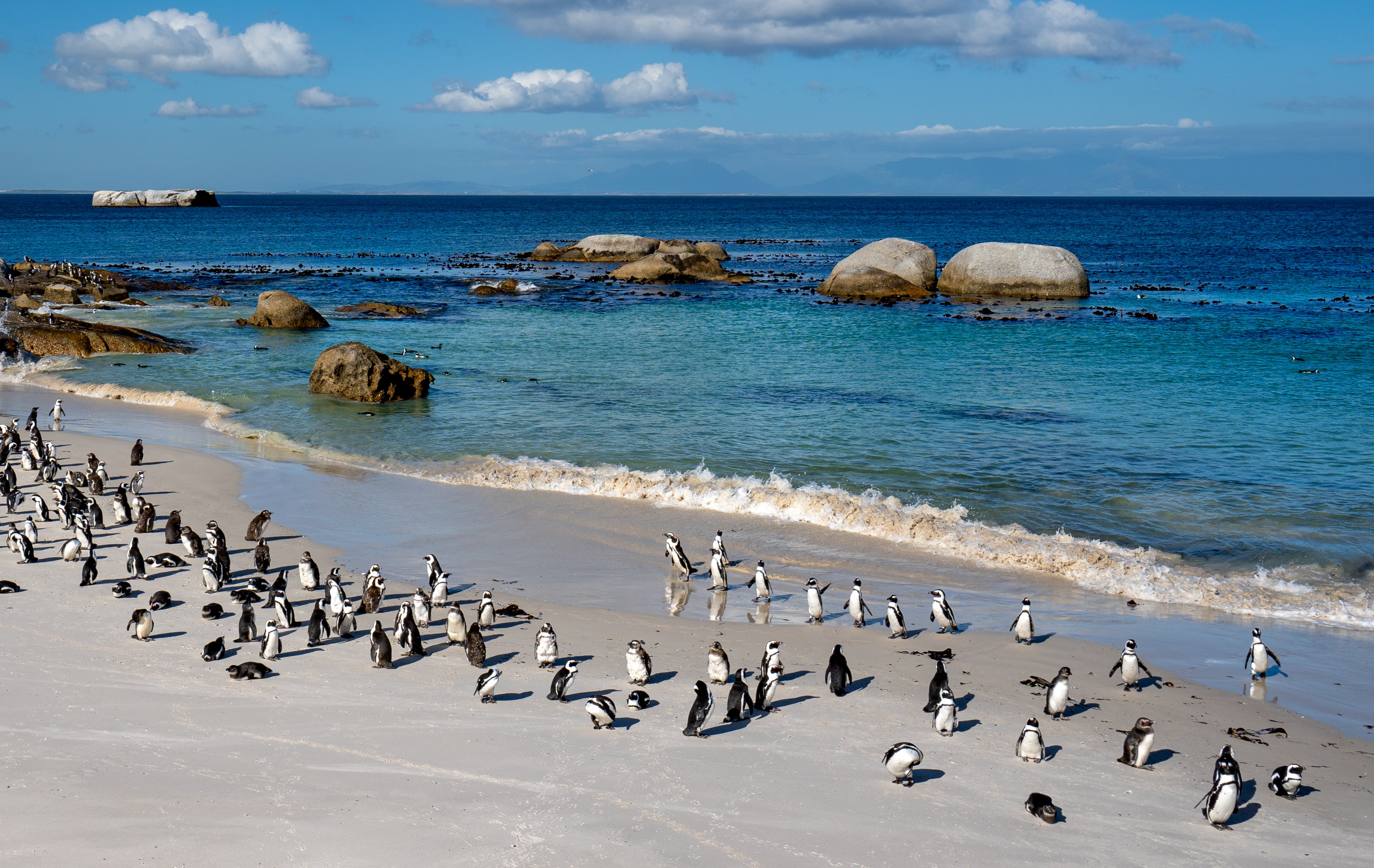Boulders Beach is home to a famous penguin colony