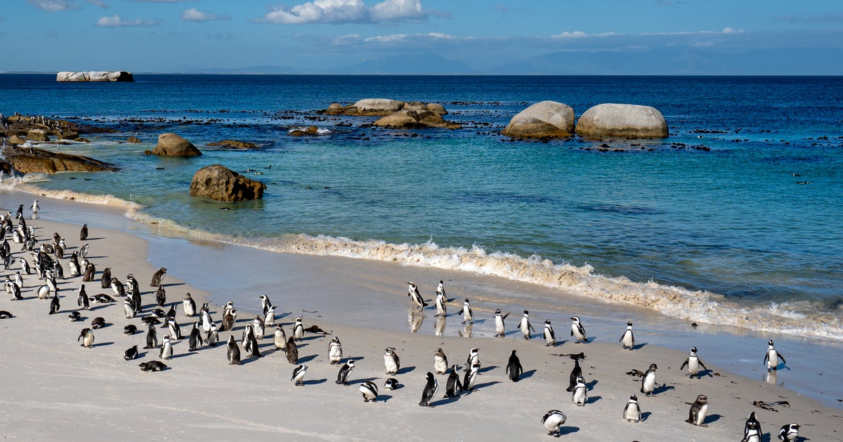 More than 60,000 penguins starve to death near Africa after fall in sardine numbers | The Independent