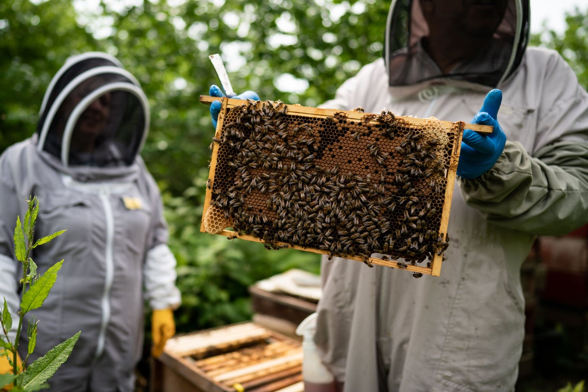 Honey produced at Buckingham Palace served to garden party guests