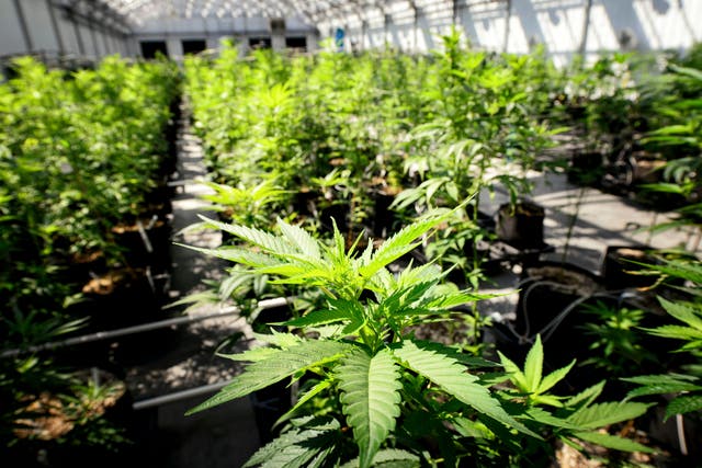 <p>Marijuana plants grow at a Minnesota Medical Solutions greenhouse on in Otsego, Minn</p>