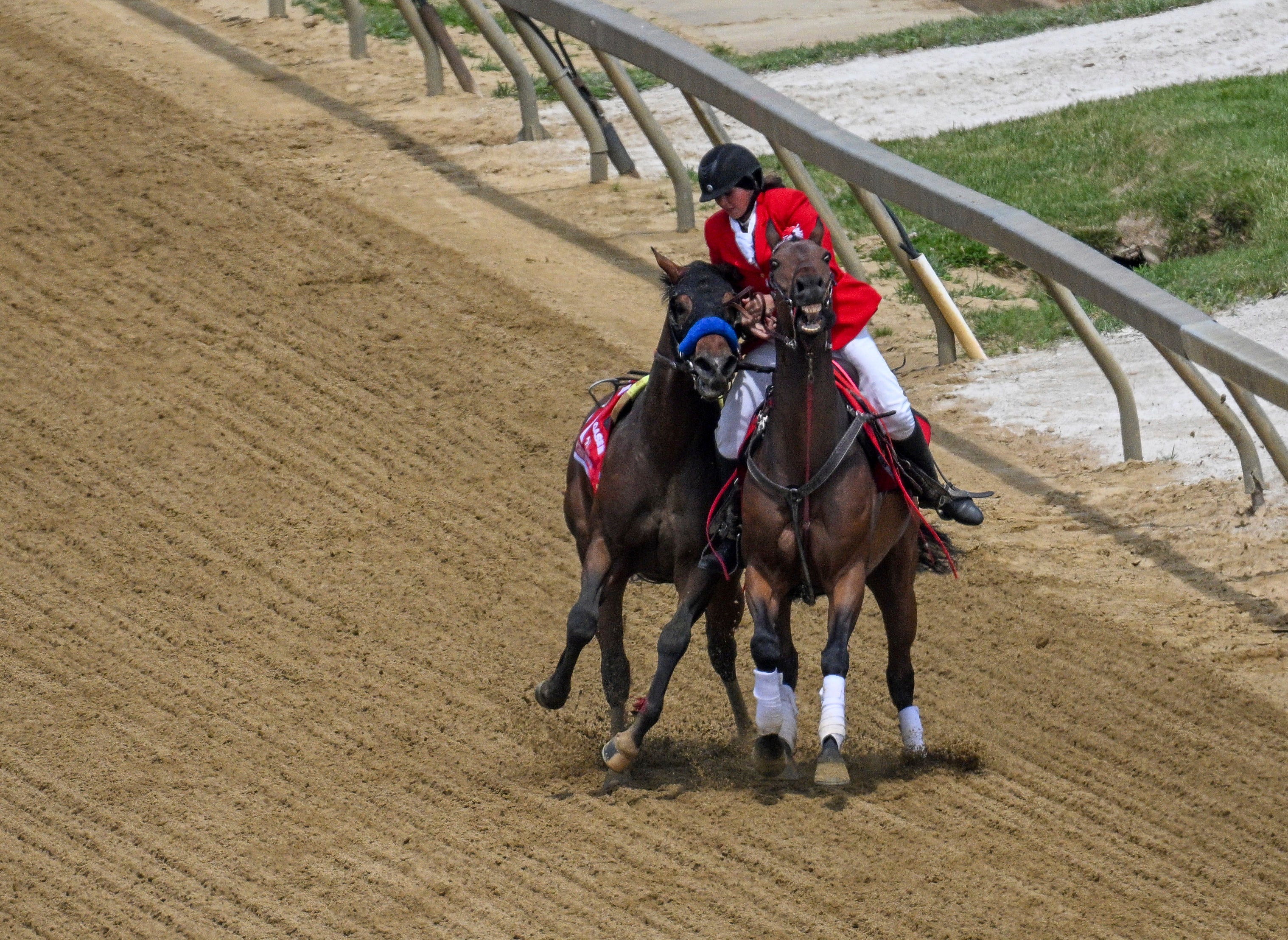 Preakness Horse Death Horse Racing
