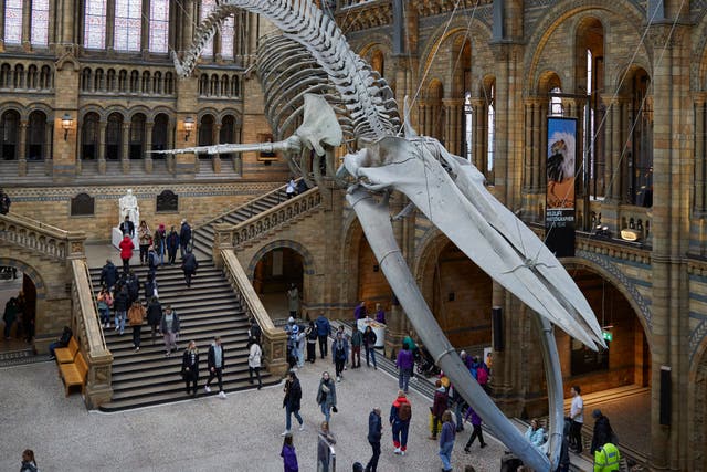 Natural History Museum, Museum of the Year finalist (Janie Airey/ Art Fund/PA)
