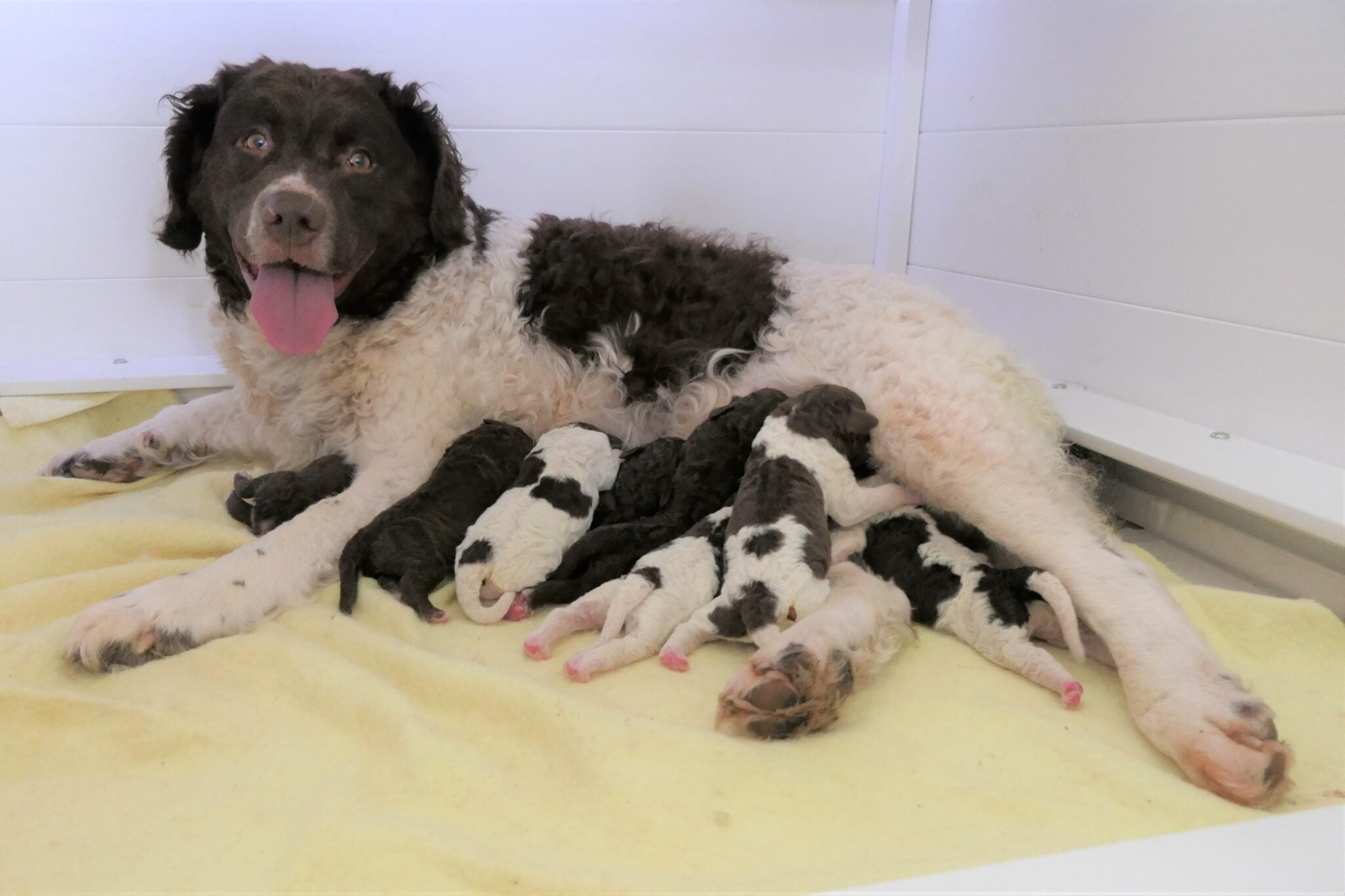 Aafke the Wetterhoun with her eight pups Ben, Jonny, Billy, Dan, Jason, Poppy, Maggie, and Marlie