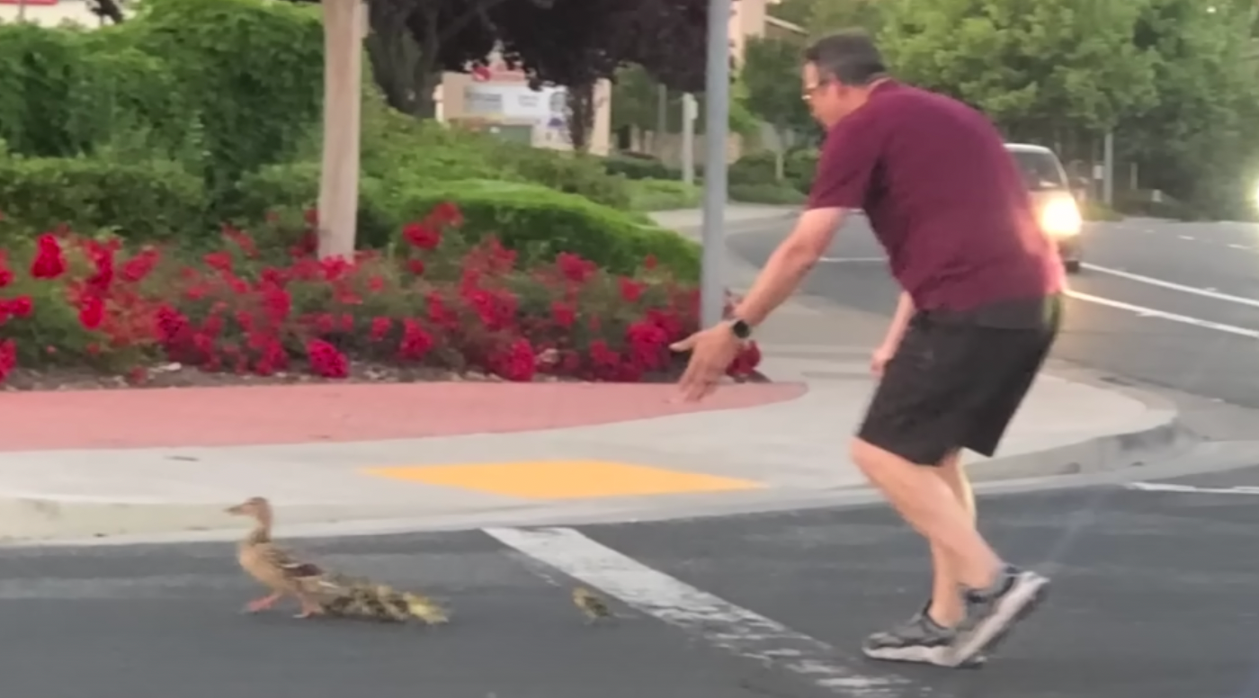 Casey Rivara is seen helping ducks cross the road before he was killed