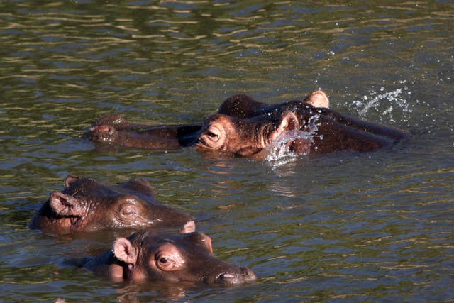 Hippopotamus is one of five species to receive new legal protections from the ivory trade (Steve Parsons/PA)