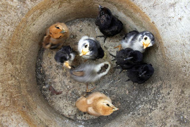 <p>Chicks are kept for being slaughtered during a mass culling operation in Jakarta, 21 January 2007</p>