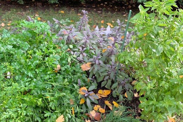 Gardening-Herbs