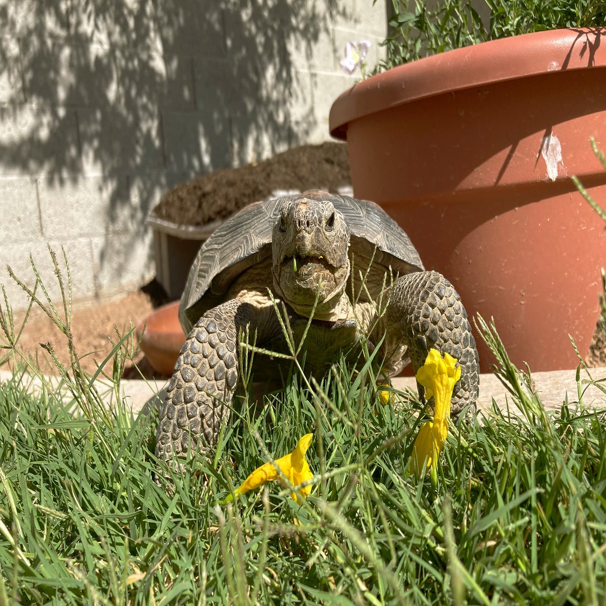 Captive Desert Tortoise Habitat 