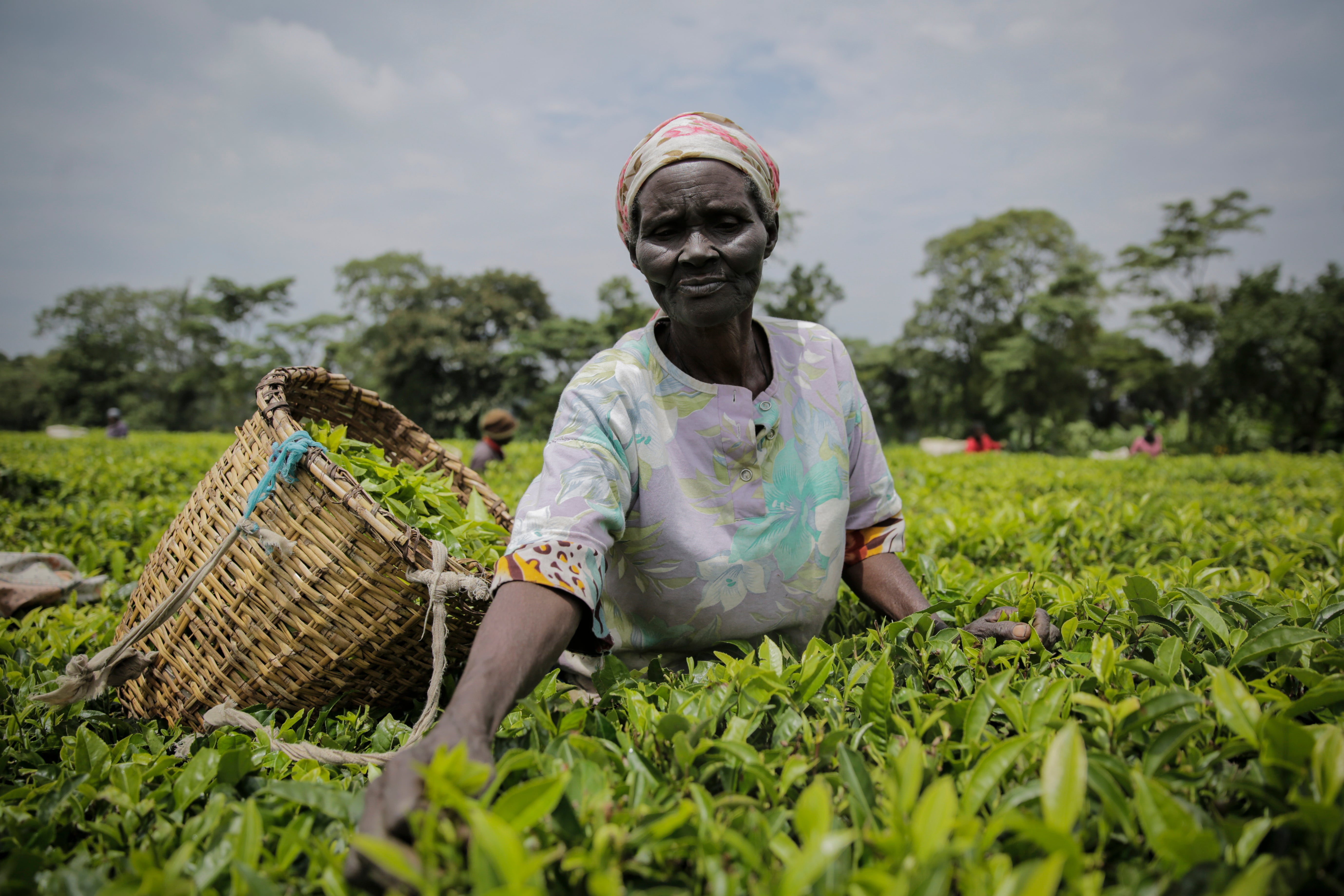 Kenya Tea Protests