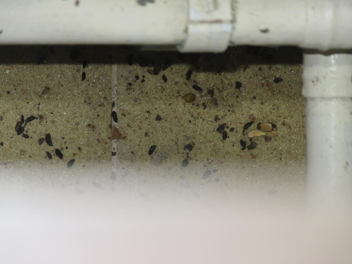 Taman kanak-kanak di London didenda setelah kotoran tikus ditemukan di area bermain anak-anak dan dapur