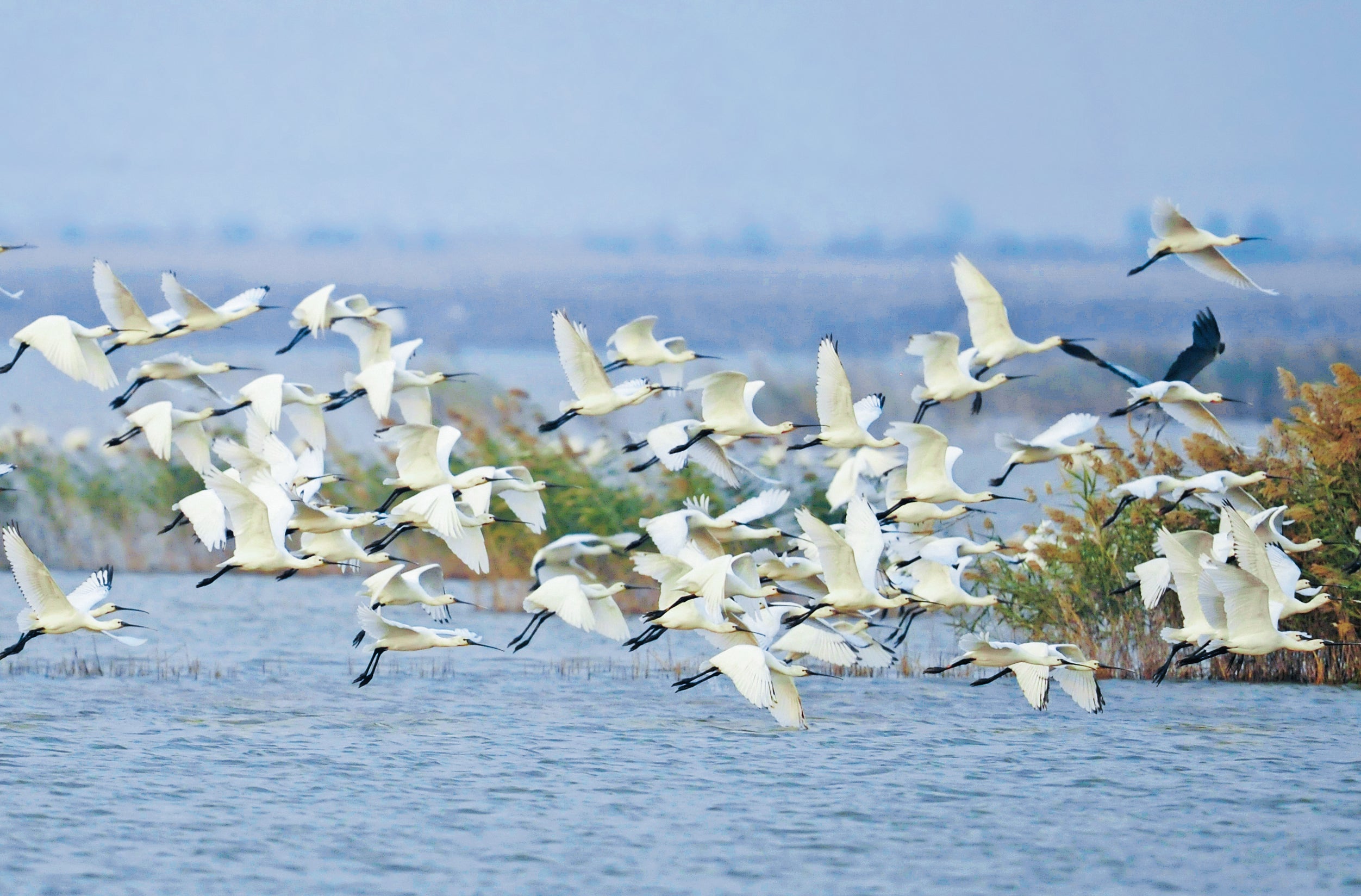 The number of avian species in the Yellow River Delta has risen to 373
