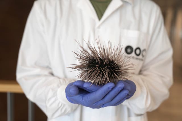 Israel Sea Urchins