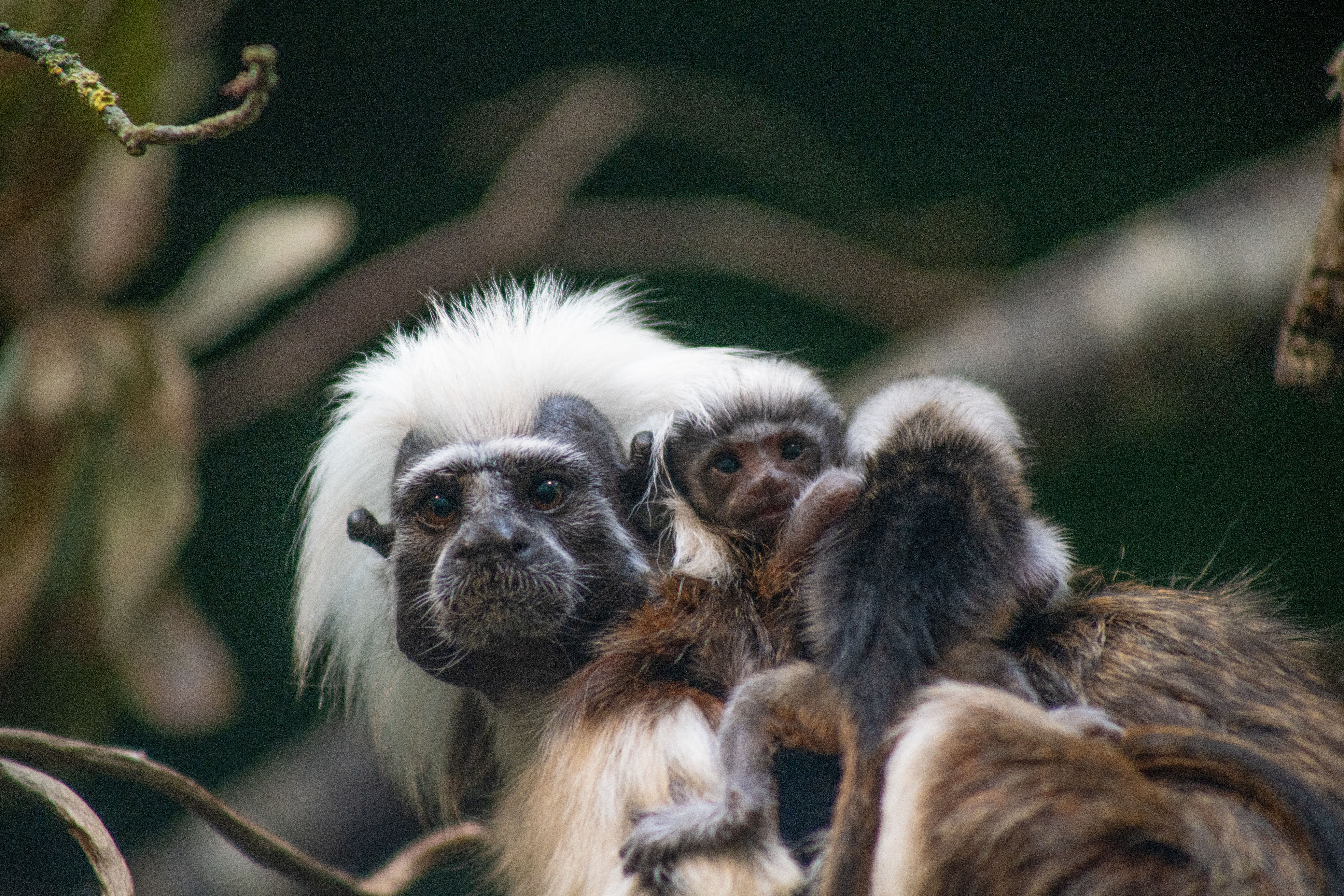 A Hampshire zoo is celebrating after “incredibly rare” cotton-headed tamarin triplets were born to first-time parents (Marwell Zoo/PA)