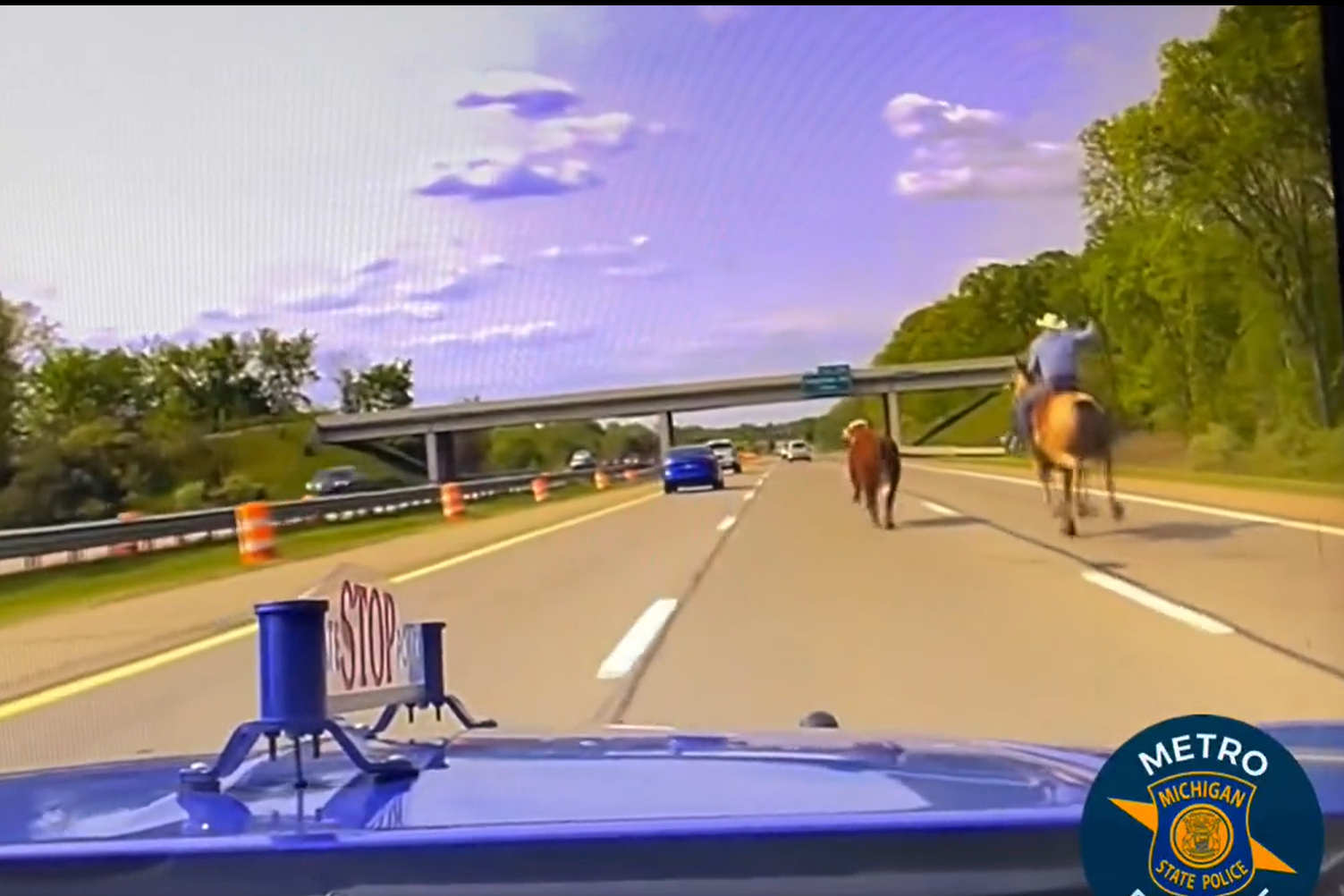 A video of a runaway cow on a freeway in the United States which was lassoed by a cowboy has gone viral (Michigan State Police/PA)