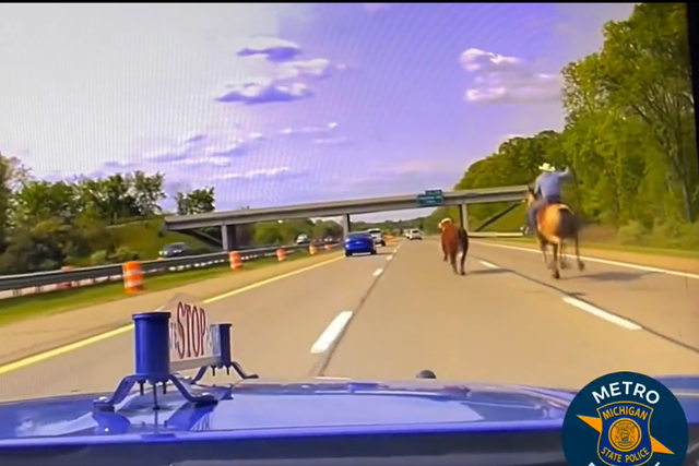 A video of a runaway cow on a freeway in the United States which was lassoed by a cowboy has gone viral (Michigan State Police/PA)