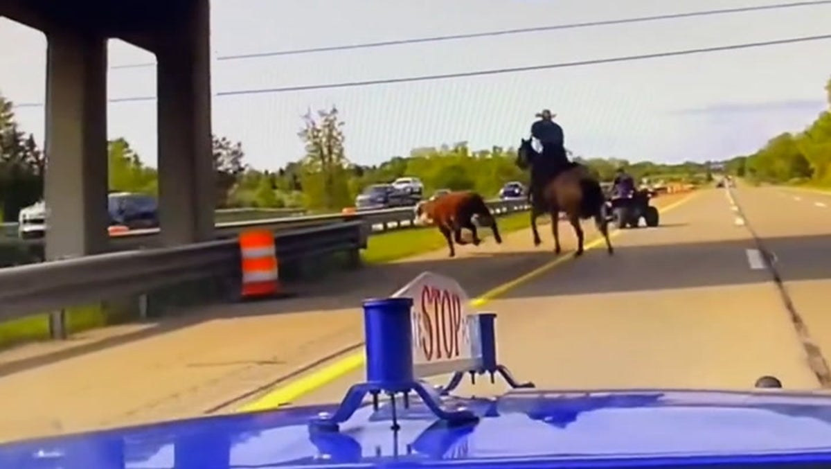 Watch: Runaway cow flees horseback wranglers on highway