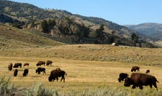 Woman gored by bison at Yellowstone during engagement trip gets sweet proposal at hospital