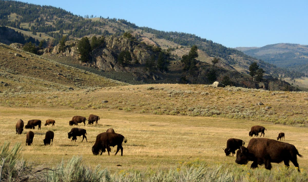 Woman gored by bison at Yellowstone during engagement trip gets sweet proposal at hospital Woman gored by bison at Yellowstone during engagement trip gets sweet proposal at hospital