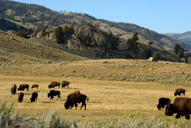 <p>Yellowstone Bison Calf</p>