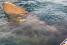 Basking shark swims under kayak in ‘surreal’ experience off Irish coast