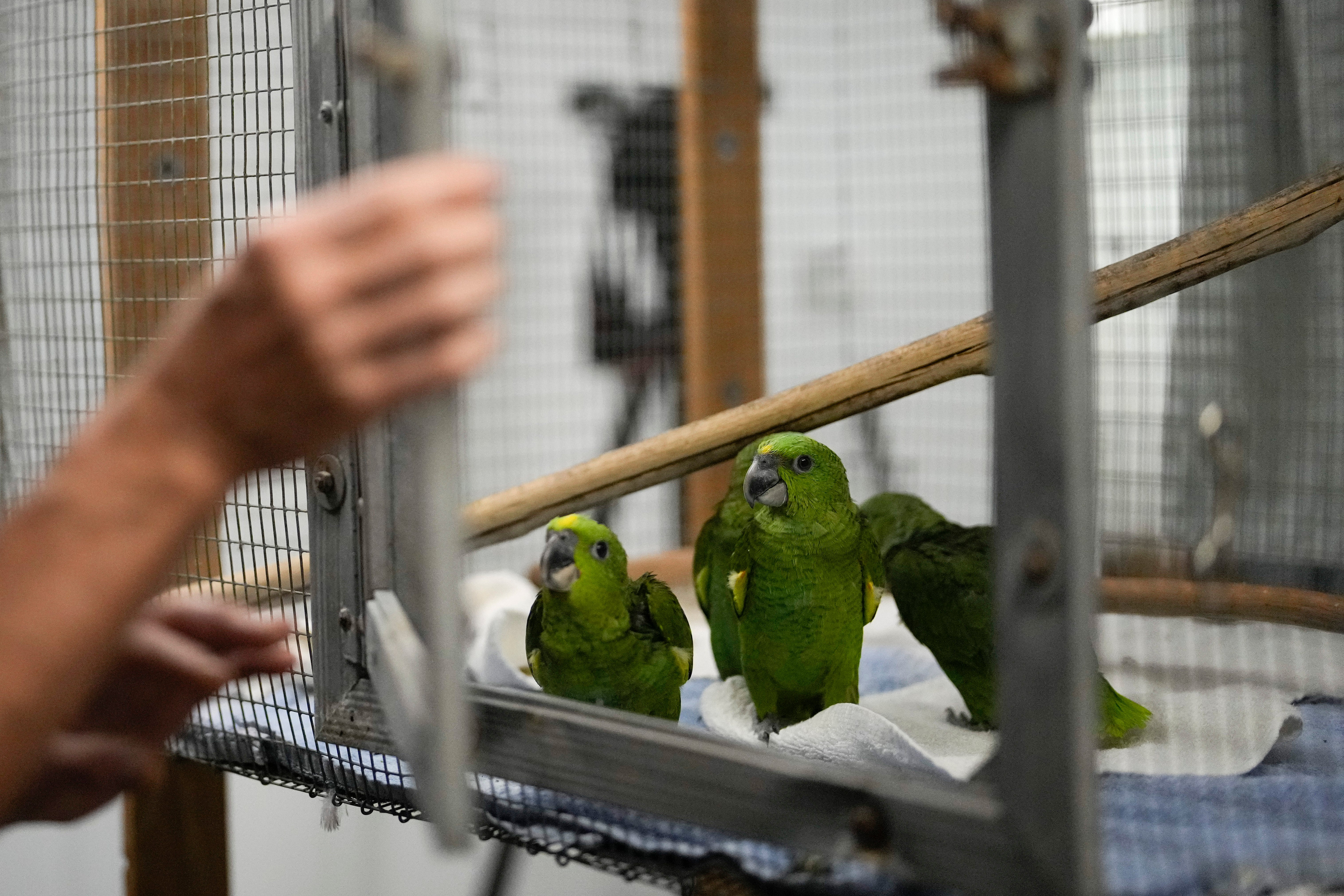 Parrot Trafficking
