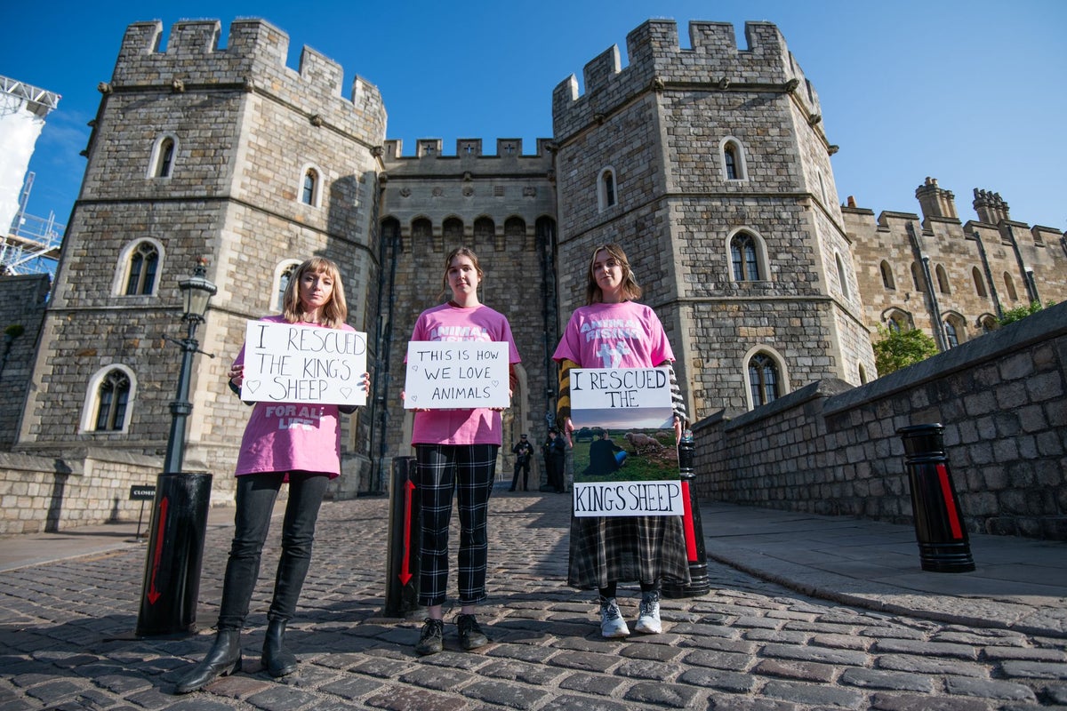 Activists ‘steal three lambs from King’s Sandringham Estate’