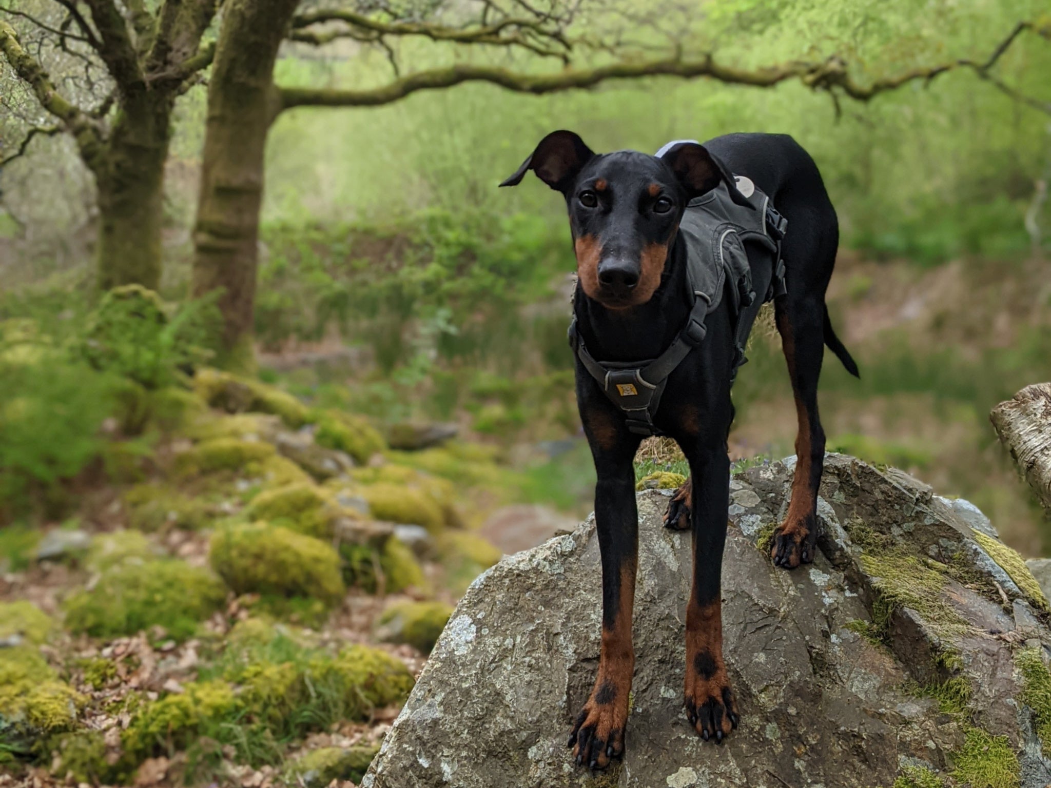 Snowdonia offers excellent walking opportunities and cosy dog-friendly hotels where you can rest weary legs