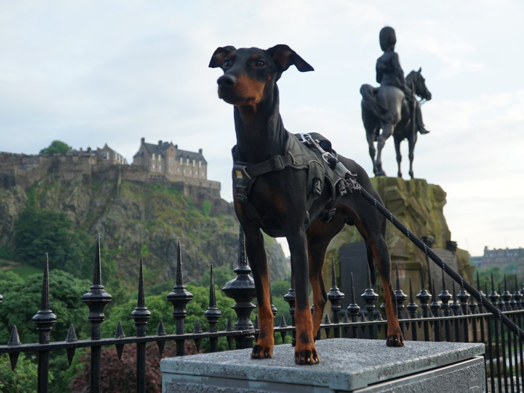 Dog-friendly Edinburgh has plenty of attractions to explore with your pet