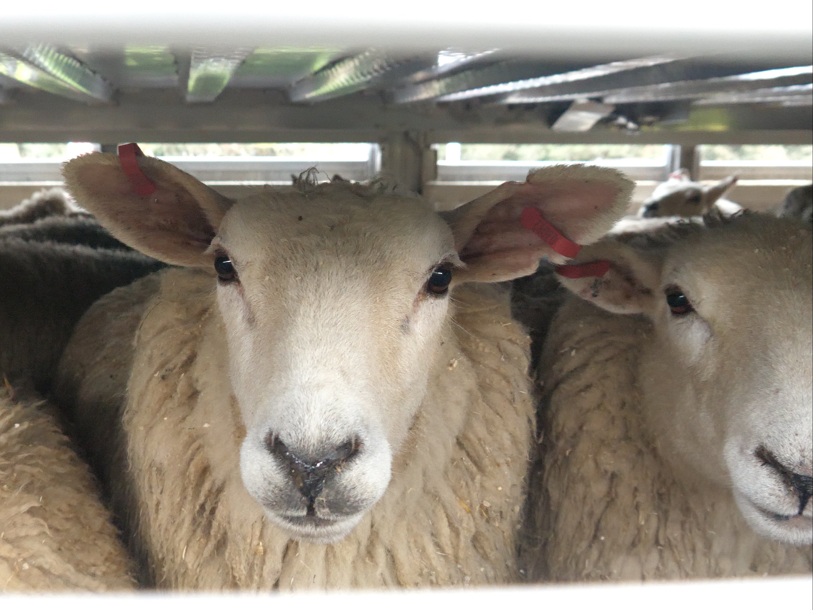 Sheep packed into a lorry