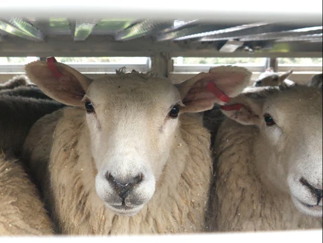 <p>Sheep packed into a lorry</p>