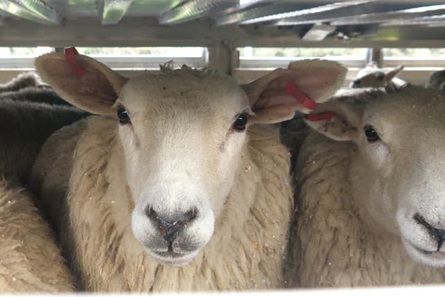 <p>Sheep packed into a lorry</p>