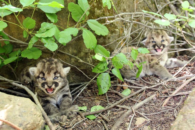 California Mountain Lion Kittens