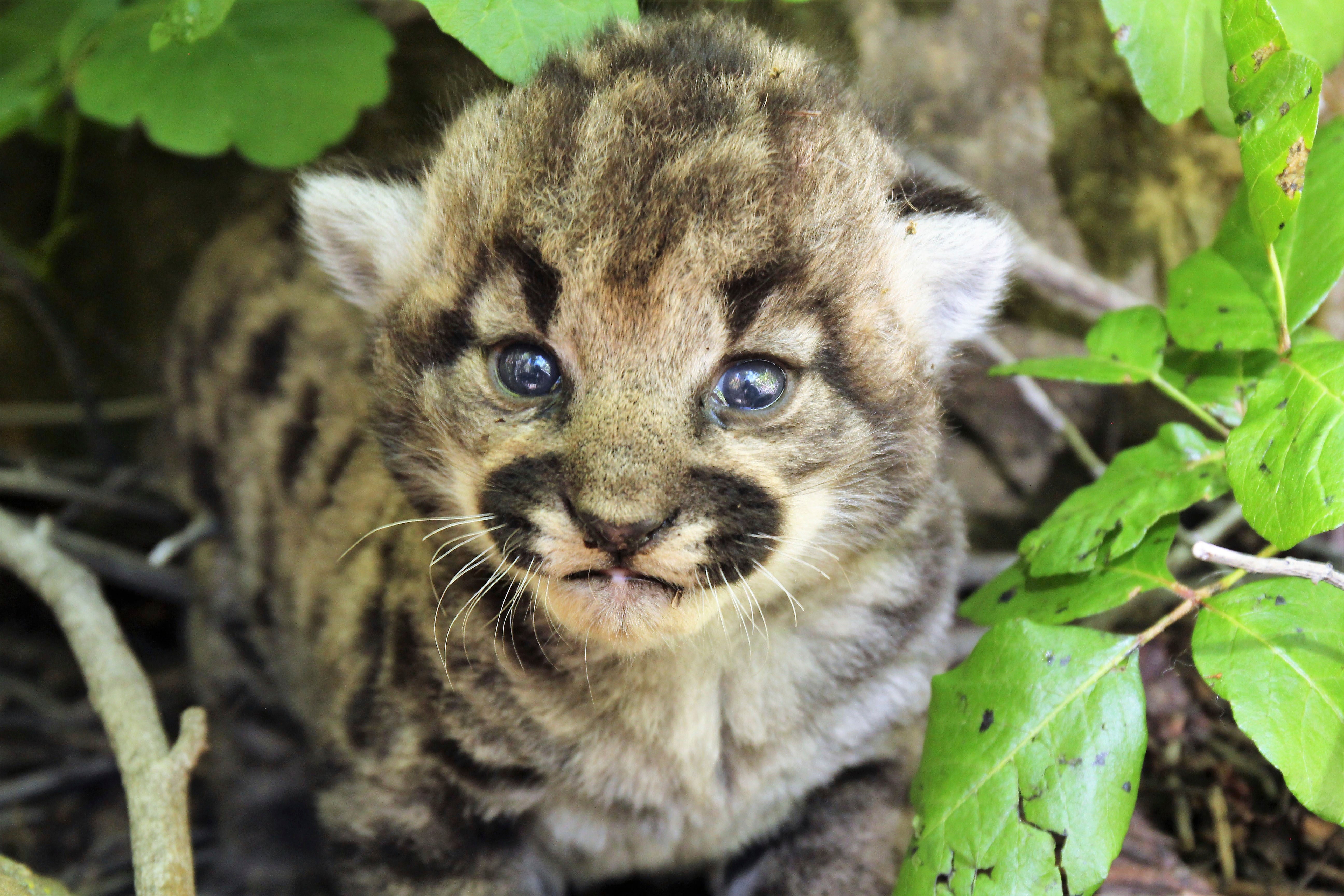 California Mountain Lion Kittens