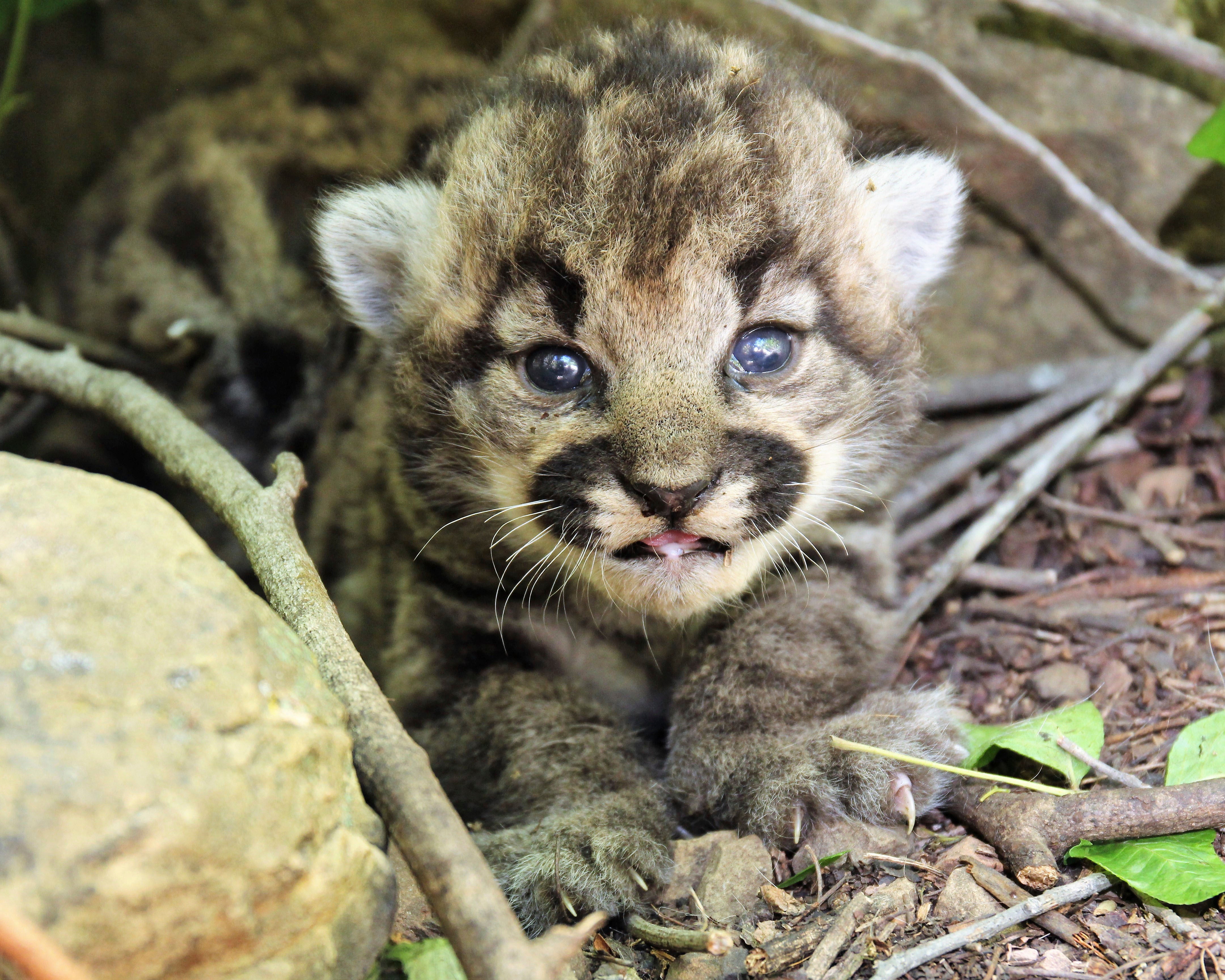 California Mountain Lion Kittens