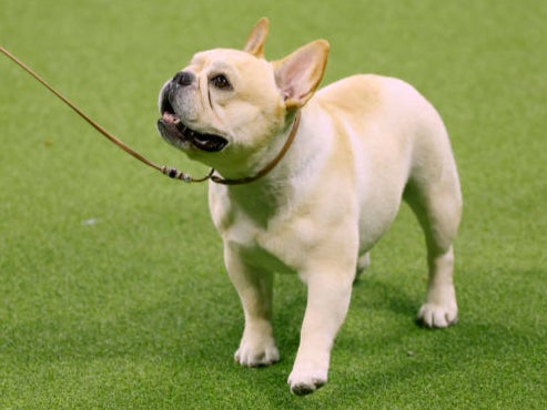 French bulldogs are popular with thieves