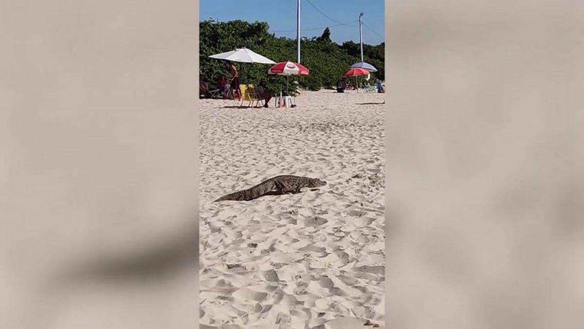 Alligator strolls through tourists to go for swim in the sea