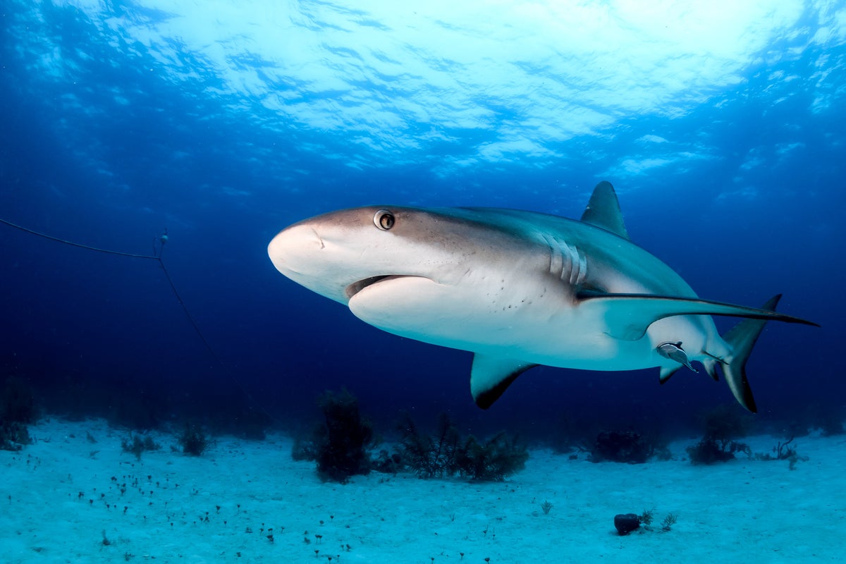 Shark rips woman’s leg off on vacation in Turks and Caicos